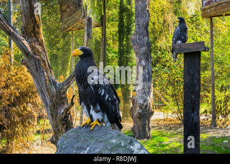 Stellers Sea Eagle auf einem Stein saß mit einem anderen Seeadler im Hintergrund, bedrohte Raubvogel aus Japan Stockfoto