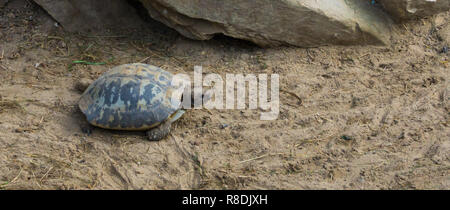 Längliche Schildkröte zu Fuß durch te Sand, einer vom Aussterben bedrohten tropischen Reptil aus Indien Stockfoto