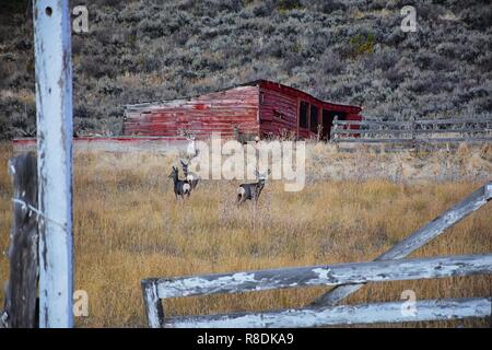 Rotwild im Utah Wasatch Front Rocky Mountains vor einem roten Holz- wetter Scheune. Eine kleine Herde von Hirsch im Herbst weiden Buck gesammelt Stockfoto