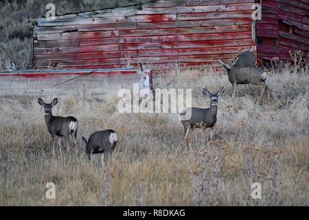 Rotwild im Utah Wasatch Front Rocky Mountains vor einem roten Holz- wetter Scheune. Eine kleine Herde von Hirsch im Herbst weiden Buck gesammelt Stockfoto