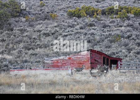 Rotwild im Utah Wasatch Front Rocky Mountains vor einem roten Holz- wetter Scheune. Eine kleine Herde von Hirsch im Herbst weiden Buck gesammelt Stockfoto