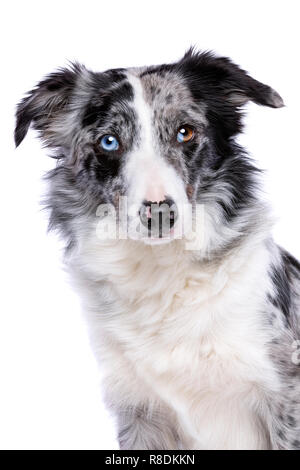 Porträt eines blue merle Border Collie vor einem weißen Hintergrund Stockfoto