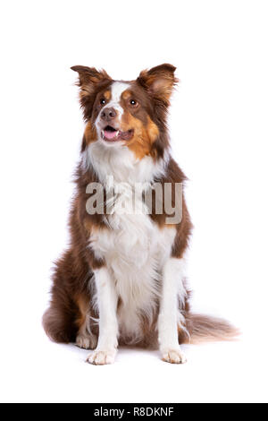 Tri Color Border Collie vor einem weißen Hintergrund sitzen Stockfoto