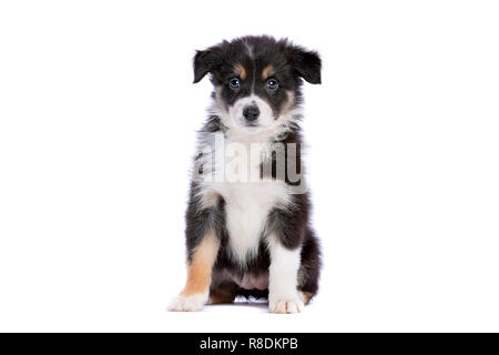 Border Collie Welpen vor einem weißen Hintergrund Stockfoto