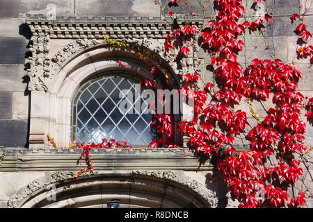 Die Tür zu neuen Könige Hörsaalgebäude an einem Herbsttag, gekleidet in Rot Ivy. Universität von Aberdeen, Schottland, Großbritannien. Stockfoto