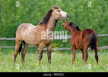 Pferd Haflinger (Inland) Fohlen auf einer Wiese am Corral, Deutschland Stockfoto