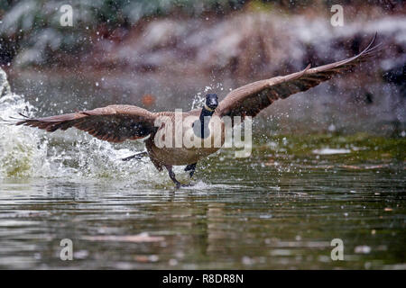 Kanadagans, (Ardea cinerea), Tierwelt, Deutschland Stockfoto