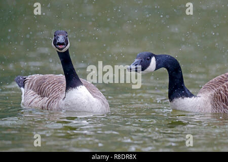 Kanadagans, (Ardea cinerea), Tierwelt, Deutschland Stockfoto