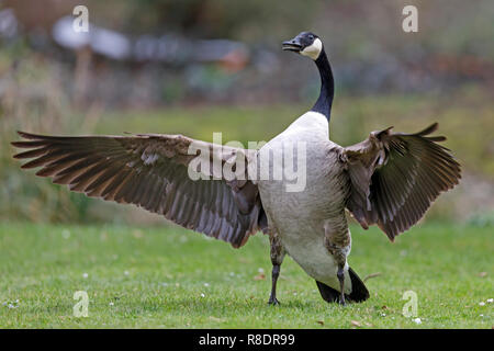 Kanadagans, (Ardea cinerea), Tierwelt, Deutschland Stockfoto