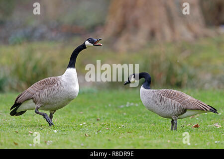 Kanadagans, (Ardea cinerea), Tierwelt, Deutschland Stockfoto