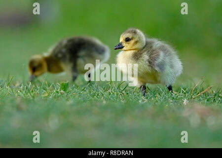 Canada Goose (Ardea cinerea) mit gänschen auf einer Wiese, Wild, Deutschland Stockfoto