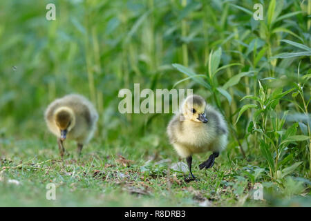 Canada Goose (Ardea cinerea) mit gänschen auf einer Wiese, Wild, Deutschland Stockfoto