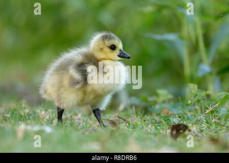 Canada Goose (Ardea cinerea) mit gänschen auf einer Wiese, Wild, Deutschland Stockfoto