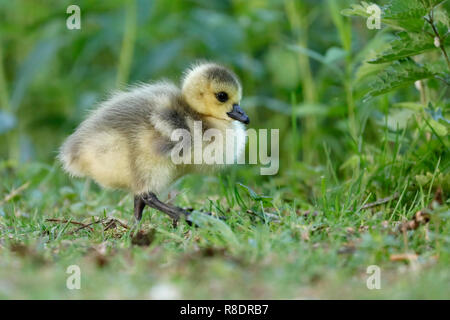 Canada Goose (Ardea cinerea) mit gänschen auf einer Wiese, Wild, Deutschland Stockfoto