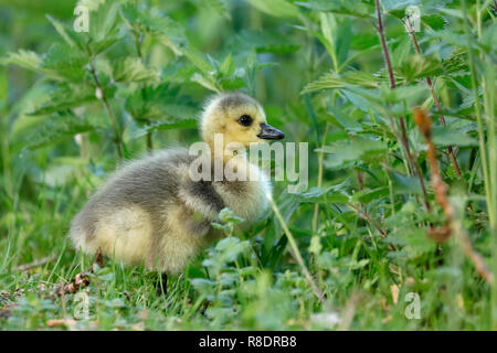 Canada Goose (Ardea cinerea) mit gänschen auf einer Wiese, Wild, Deutschland Stockfoto