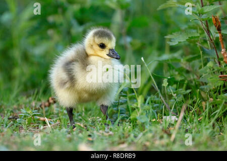 Canada Goose (Ardea cinerea) mit gänschen auf einer Wiese, Wild, Deutschland Stockfoto