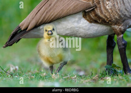 Canada Goose (Ardea cinerea) mit gänschen auf einer Wiese, Wild, Deutschland Stockfoto