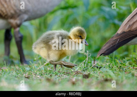 Canada Goose (Ardea cinerea) mit gänschen auf einer Wiese, Wild, Deutschland Stockfoto