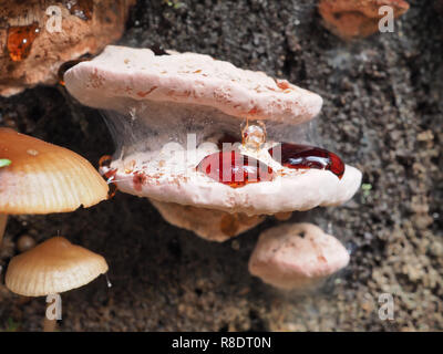 Fomitopsis cajanderi Halterung Pilze wachsen auf einem Baumstumpf in einem Washington State Forest Stockfoto