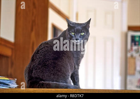 Katze Britisch Kurzhaar Sitzend Am Schreibtisch In Haus Und