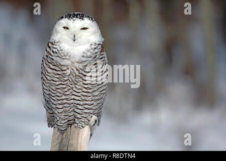 Snowy Owl im Winter, sitzen auf den Post, Jagd. Stockfoto