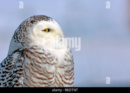 Closeup Portrait von Wilde Schneeeule, vor dem Hintergrund des blauen Himmels. (Nyctea scandiaca) Stockfoto