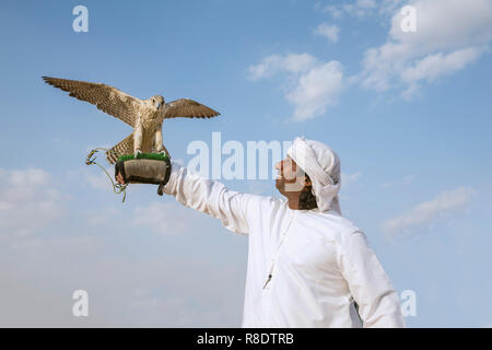 Abu Dhabi, Vereinigte Arabische Emirate, 15. Dezember 2017: Emiratische mann Training seine Falcon Stockfoto