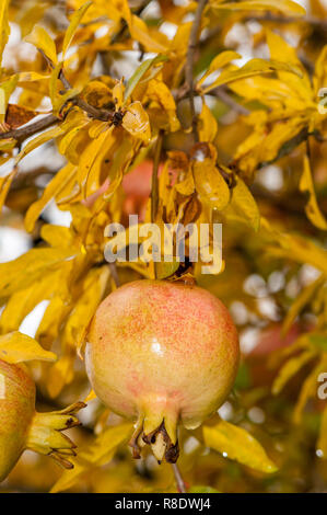 Granatapfel Punica granatum, Frucht am Baum Stockfoto