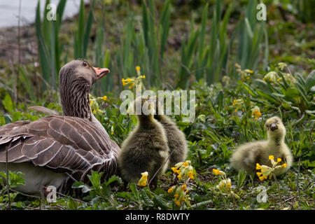 Nahaufnahme einer Graugans mit ihren Gänschen, alle auf der Suche nach oben in den Himmel, auf der Suche nach Möwen auf dem gänschen zu füttern. Stockfoto