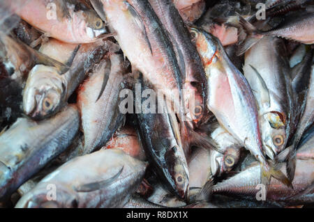 Fische, die in der Markt-/Frische rohe Makrele Fisch auf dem Markt Stockfoto