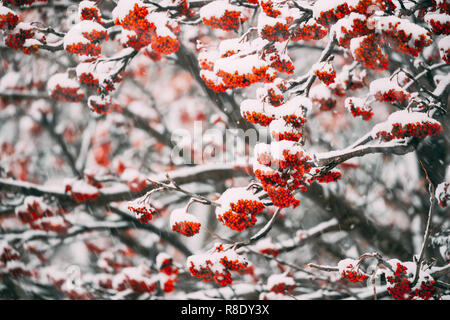 Rowans rote Beeren Bedeckt Schnee im Winter. Die kraniche oder Berg - Asche sind Sträucher oder Bäume in der Gattung Sorbus der Rosengewächse, Rosaceae Stockfoto