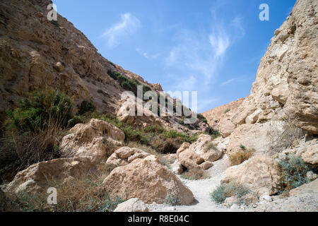 Schlucht in den Bergen. Eine Oase in der Wüste von Judäa. Schöne Berglandschaft. Natur des Mittleren Osten. Nationalpark von Israel. Stockfoto