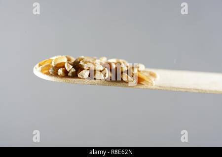 Grünkern ist das Korn der Dinkel, das geerntet wird semi-reif und dann künstlich getrocknet Stockfoto