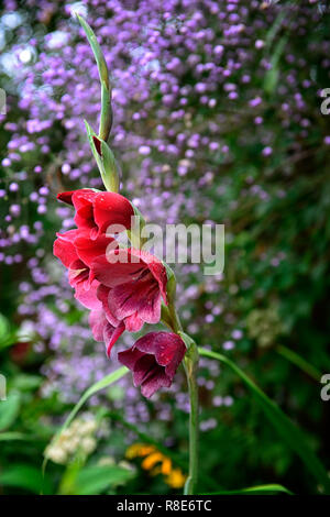 Gladiolus papilio Ruby, Gladiolen, tiefes Rot, dunkel, Blume, Blumen, Blüte, Spitze, Spitzen, Garten, Schwertlilie, Schwert geformte Blumen, RM Floral Stockfoto