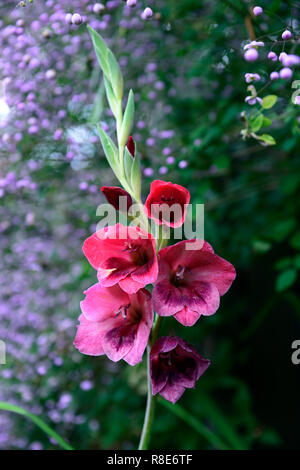 Gladiolus papilio Ruby, Gladiolen, tiefes Rot, dunkel, Blume, Blumen, Blüte, Spitze, Spitzen, Garten, Schwertlilie, Schwert geformte Blumen, RM Floral Stockfoto