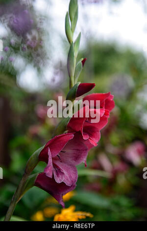 Gladiolus papilio Ruby, Gladiolen, tiefes Rot, dunkel, Blume, Blumen, Blüte, Spitze, Spitzen, Garten, Schwertlilie, Schwert geformte Blumen, RM Floral Stockfoto