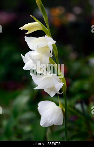 Gladiolus x colvillei Albus, Gladiolen, weiß, Blume, Blumen, Blüte, Spitze, Spitzen, Garten, Schwertlilie, Schwert geformte Blumen, RM Floral Stockfoto