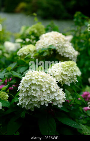 Hydrangea paniculata Limelight, Blumen, blüte, blume, weiß, Schatten, Schatten, schattig, Garten, Gartenarbeit, RM Floral Stockfoto