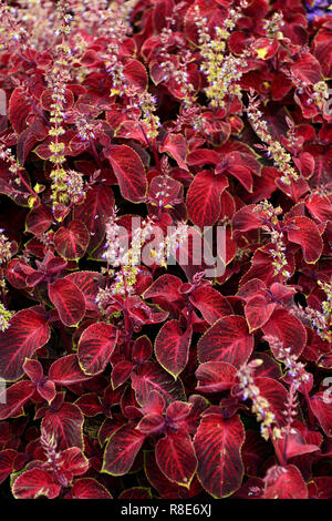 Solenostemon scutellarioides, Coleus Assistenten, Velvet red Coleus, Ausschreibung, jährliche, Beetpflanze, Garten, Gärten, RM Floral Stockfoto