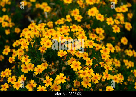 Tagetes Tenuifolia golden Gem, Signata pumila, Signet, Französisch Ringelblume, Orange, Gelb, Blume, Blumen, einjährige Pflanze, RM Floral Stockfoto