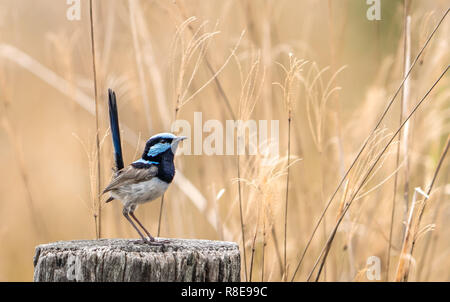 Ein einziger blauer Fairy Wren sitzen auf einem Pfosten in der Mitte des Feldes Stockfoto