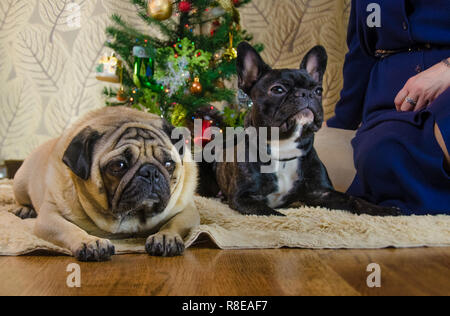 Hunde im neuen Jahr Urlaub. Zwei Haustiere: einer von ihnen ist schwarz, aktive Französische Bulldogge. Ein anderes Tier ist traurig, beige, beige Mops. Zwei Zimmer Hunde in der Nähe der Weihnachtsbaum legen. traditionelle Ferienhaus. Stockfoto