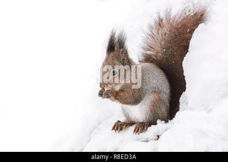 Closeup Bild von Eichhörnchen sitzt auf Baumstamm mit Mutter im Winter Forest Stockfoto