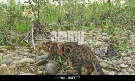 Ein cat Bengal Spaziergänge auf dem grünen Rasen. Bengalen kitty lernt entlang in den Wald zu gehen. Asian Leopard Cat versucht, im Gras zu verstecken. Reed häuslich Stockfoto
