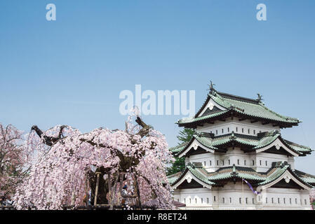 Kirschblüten an der Hirosaki Schlosspark in Hirosaki, Aomori, Japan Stockfoto