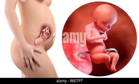 Abbildung: eine schwangere Frau und 28 Woche Fötus. Stockfoto