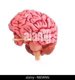 Abbildung: eine realistische menschliche Gehirn. Stockfoto