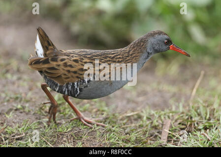 Eine atemberaubende geheimnisvolle Wasser Schiene (Rallus Aquaticus) auf der Suche nach Nahrung am Ufer eines Sees. Stockfoto