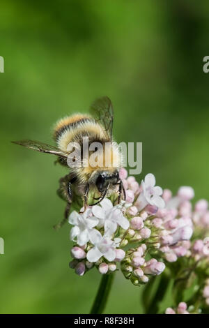 Vorderansicht des Buff tailed Bumble Bee Pollen sammeln. Stockfoto