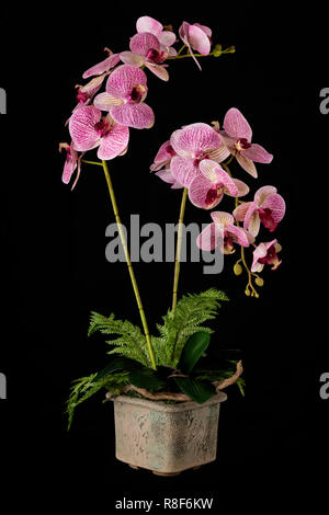Blumenschmuck aus künstlichen Orchideenblüten in alten Keramik Blumentopf auf schwarzem Hintergrund. Stockfoto